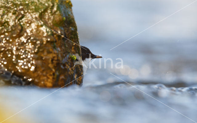 Black-bellied Dipper (Cinclus cinclus cinclus)