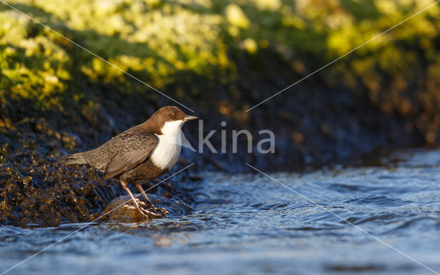 Black-bellied Dipper (Cinclus cinclus cinclus)