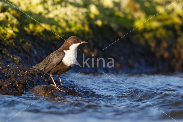 Black-bellied Dipper (Cinclus cinclus cinclus)