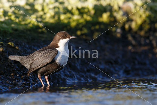 Black-bellied Dipper (Cinclus cinclus cinclus)