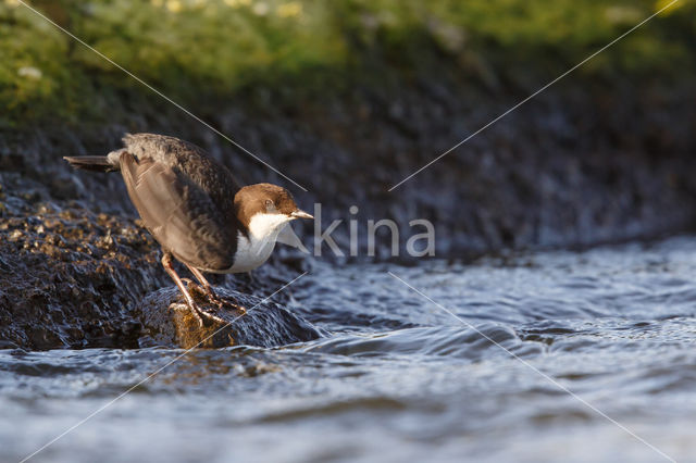 Black-bellied Dipper (Cinclus cinclus cinclus)