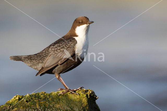 Black-bellied Dipper (Cinclus cinclus cinclus)