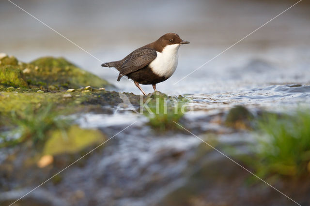 Zwartbuikwaterspreeuw (Cinclus cinclus cinclus)