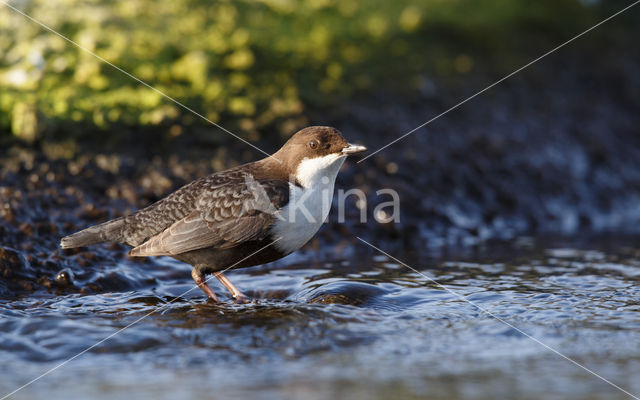 Zwartbuikwaterspreeuw (Cinclus cinclus cinclus)