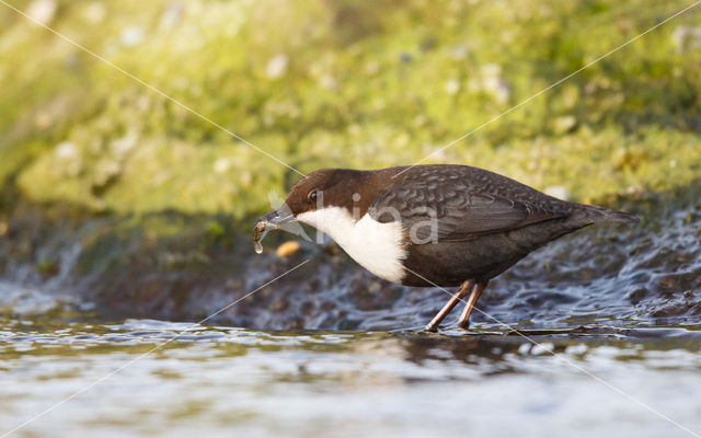 Zwartbuikwaterspreeuw (Cinclus cinclus cinclus)