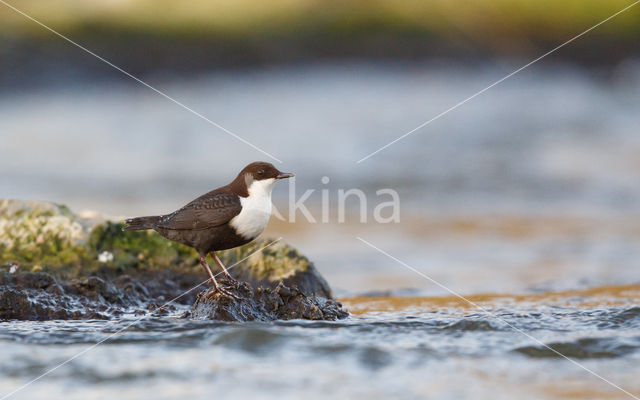 Zwartbuikwaterspreeuw (Cinclus cinclus cinclus)