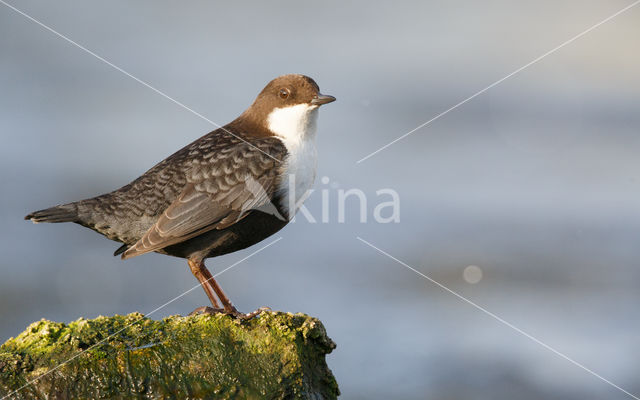 Zwartbuikwaterspreeuw (Cinclus cinclus cinclus)