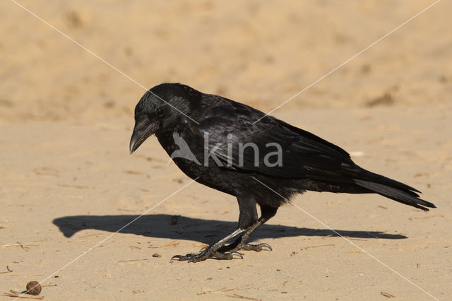 Zwarte Kraai (Corvus corone)