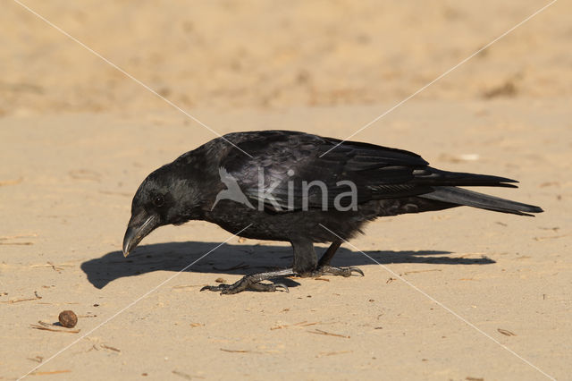 Zwarte Kraai (Corvus corone)