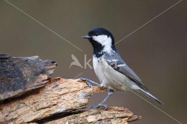 Zwarte Mees (Parus ater)