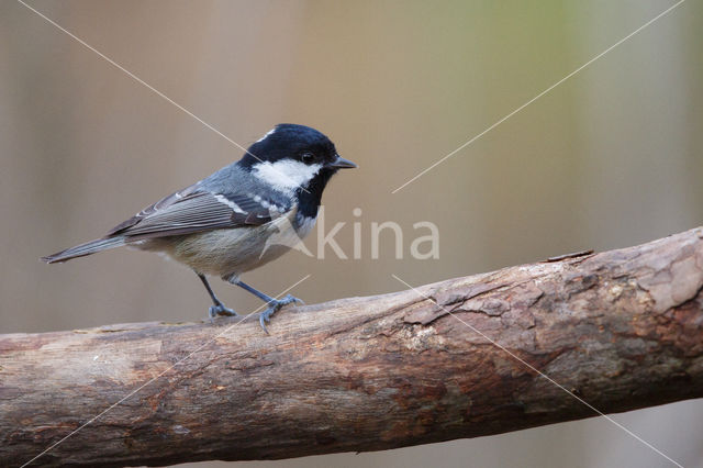 Zwarte Mees (Parus ater)