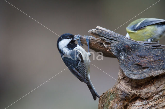 Zwarte Mees (Parus ater)