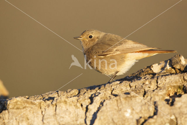 Zwarte Roodstaart (Phoenicurus ochruros)