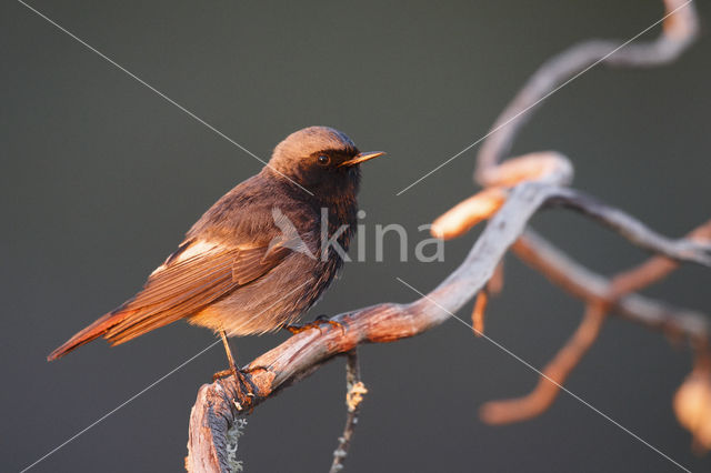 Black Redstart (Phoenicurus ochruros)
