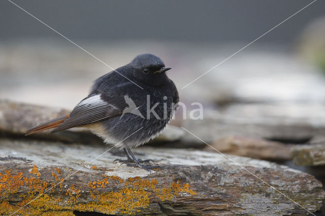 Black Redstart (Phoenicurus ochruros)