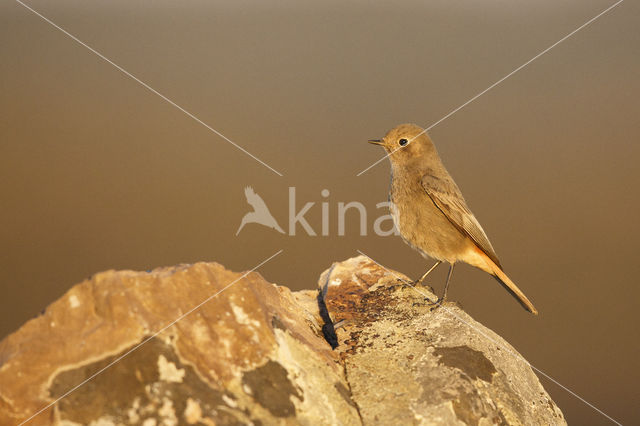 Black Redstart (Phoenicurus ochruros)