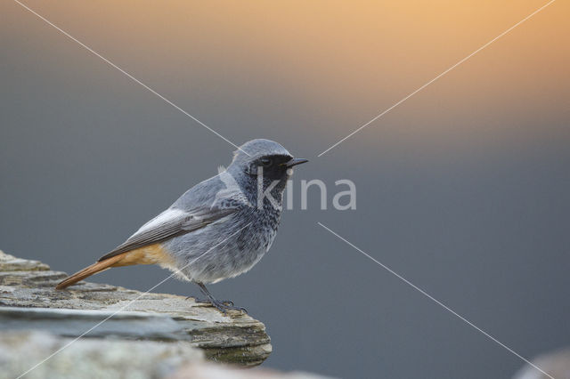 Black Redstart (Phoenicurus ochruros)