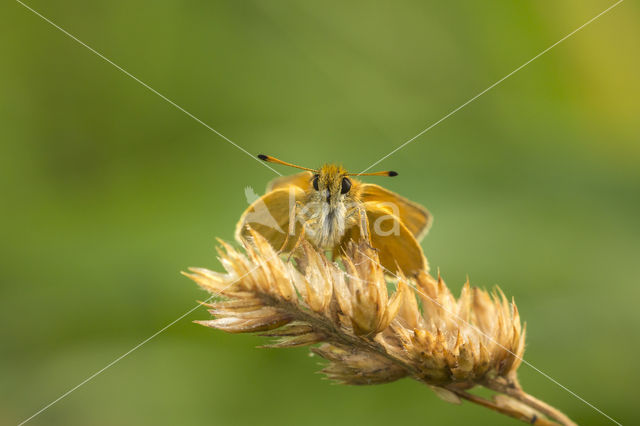 european skipper (Thymelicus lineola)