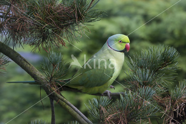 Rose-ringed Parakeet (Psittacula krameri)