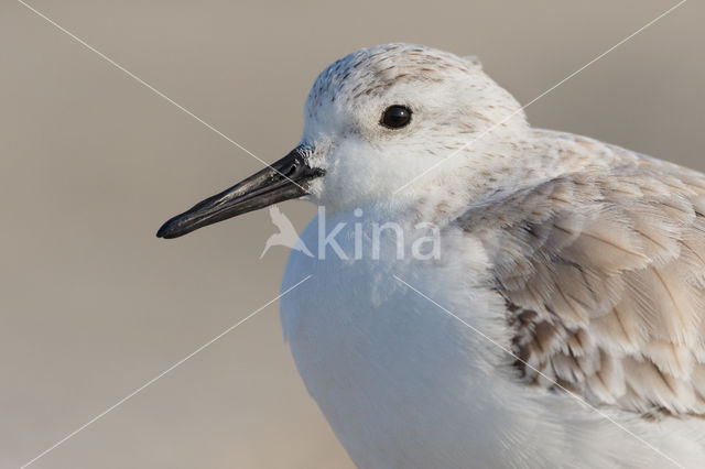 Drieteenstrandloper (Calidris alba)