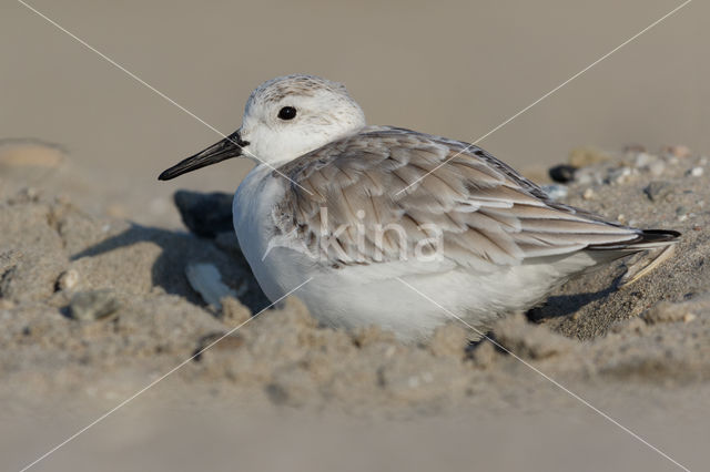 Drieteenstrandloper (Calidris alba)