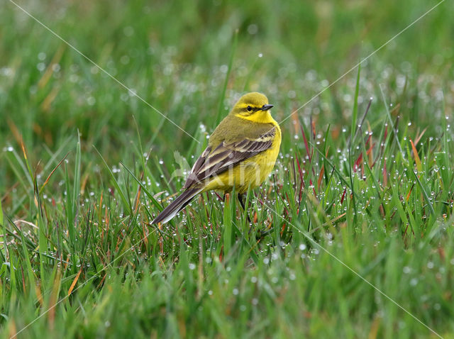 Engelse Kwikstaart (Motacilla flava flavissima)