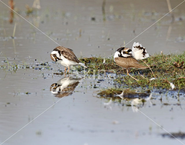 Kleine Plevier (Charadrius dubius)