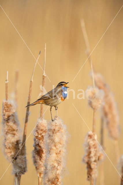 Blauwborst (Luscinia svecica)