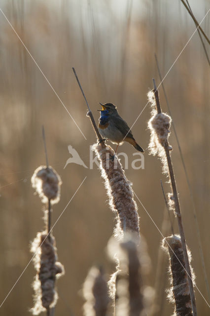 Blauwborst (Luscinia svecica)