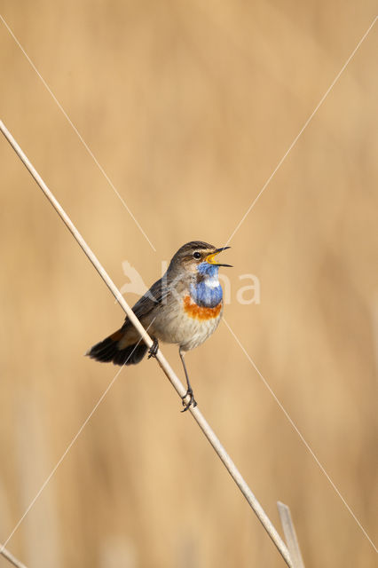 Blauwborst (Luscinia svecica)