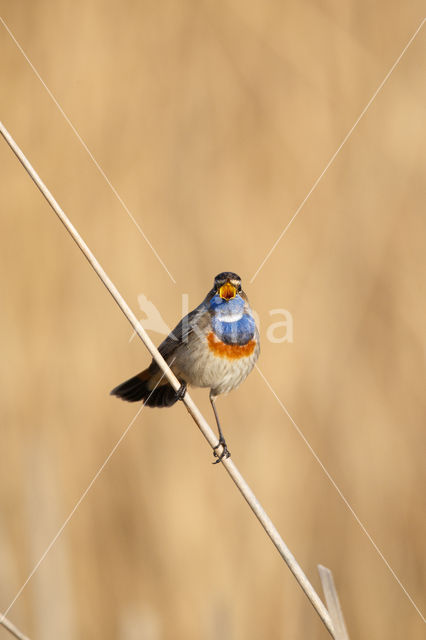 Blauwborst (Luscinia svecica)