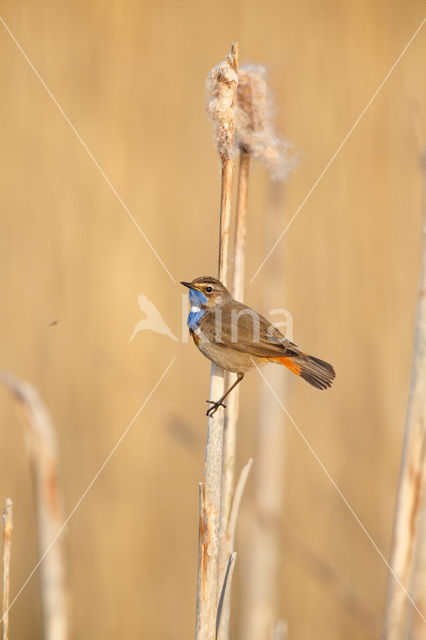 Blauwborst (Luscinia svecica)