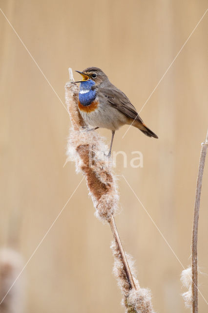 Blauwborst (Luscinia svecica)