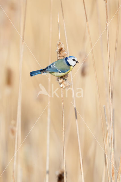 Blue Tit (Parus caeruleus)