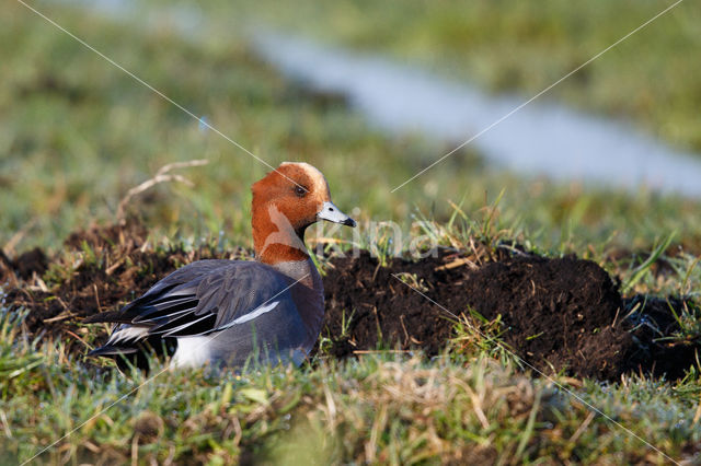 Wigeon (Anas penelope)