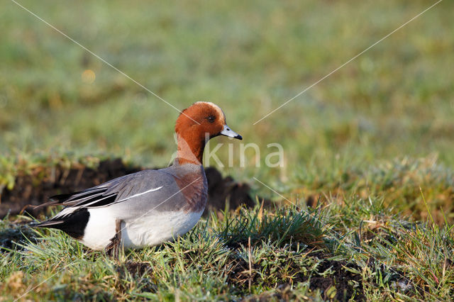 Wigeon (Anas penelope)