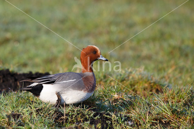 Wigeon (Anas penelope)