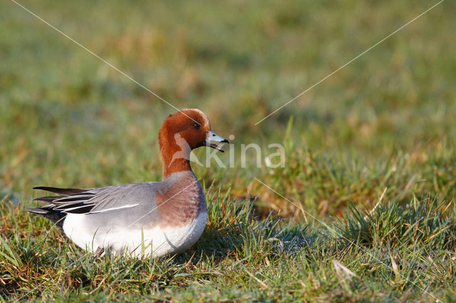 Wigeon (Anas penelope)