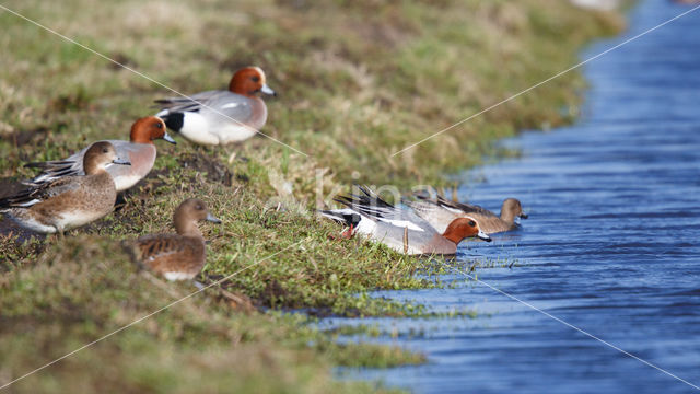 Wigeon (Anas penelope)