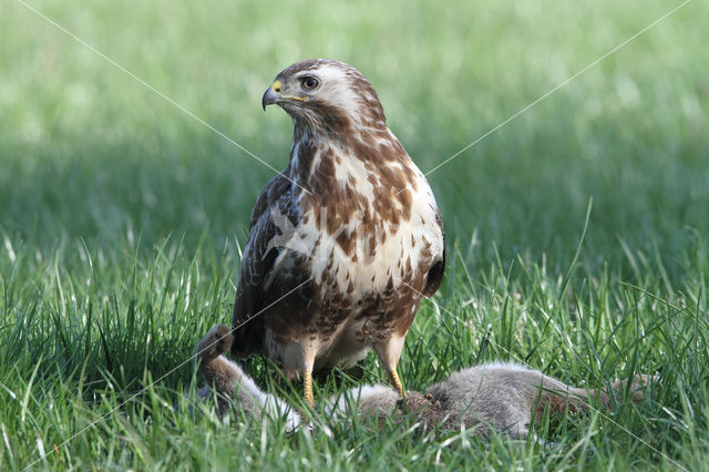 Buizerd (Buteo buteo)