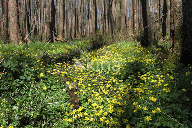 Speenkruid (Ranunculus ficaria)