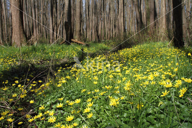 Speenkruid (Ranunculus ficaria)