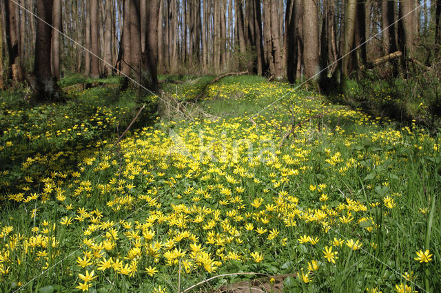 Lesser Celandine (Ranunculus ficaria)