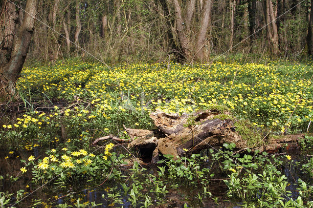 Lesser Celandine (Ranunculus ficaria)