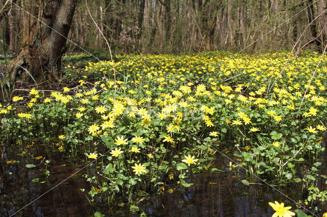 Lesser Celandine (Ranunculus ficaria)