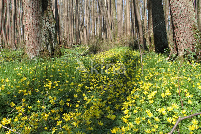 Speenkruid (Ranunculus ficaria)