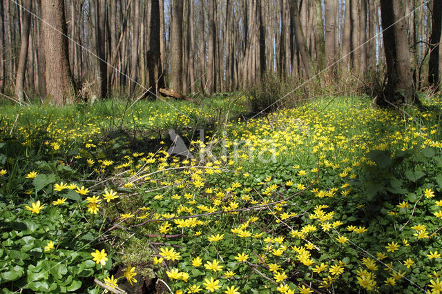 Speenkruid (Ranunculus ficaria)