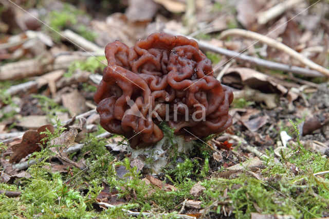 False Morel (Gyromitra esculenta)