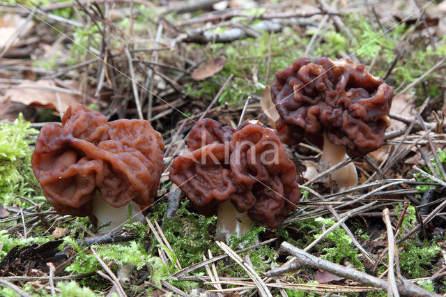 Voorjaarskluifzwam (Gyromitra esculenta)