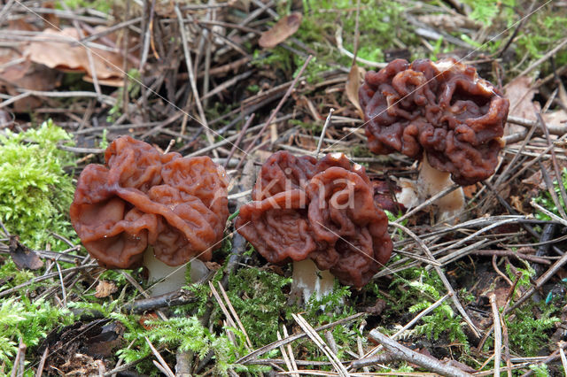 False Morel (Gyromitra esculenta)